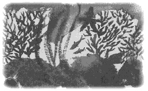 Правдивая история про девочку Эмили и морское чудовище Правдивая история про девочку Эмили и морское чудовище