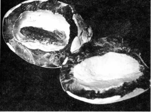 Книга вампиров Книга вампиров