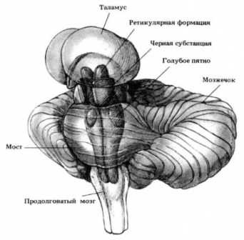 Книга вампиров Книга вампиров