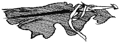 Книга трех Книга трех