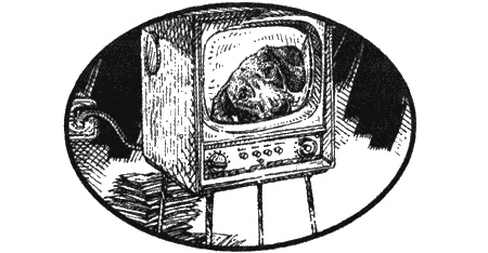 Приключения черной таксы Приключения черной таксы