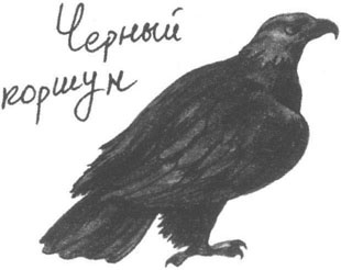 Книга птиц Восточной Африки Книга птиц Восточной Африки