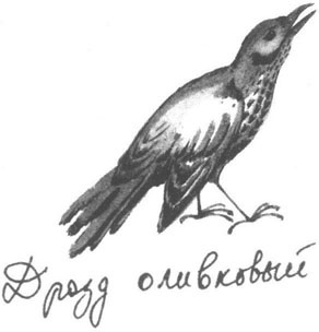 Книга птиц Восточной Африки Книга птиц Восточной Африки