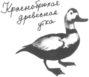 Книга птиц Восточной Африки Книга птиц Восточной Африки