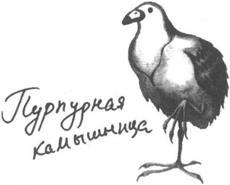 Книга птиц Восточной Африки Книга птиц Восточной Африки