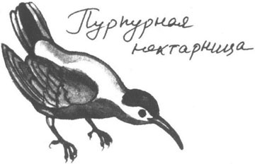 Книга птиц Восточной Африки Книга птиц Восточной Африки