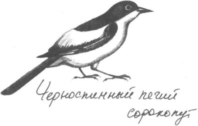 Книга птиц Восточной Африки Книга птиц Восточной Африки