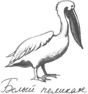 Книга птиц Восточной Африки Книга птиц Восточной Африки