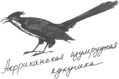 Книга птиц Восточной Африки Книга птиц Восточной Африки
