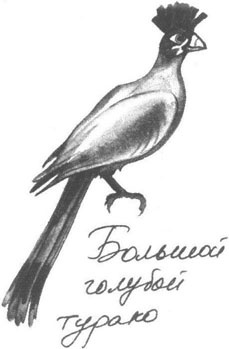 Книга птиц Восточной Африки Книга птиц Восточной Африки