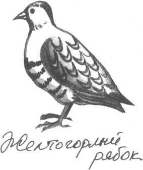 Книга птиц Восточной Африки Книга птиц Восточной Африки