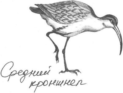 Книга птиц Восточной Африки Книга птиц Восточной Африки