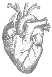 Венеция - это рыба