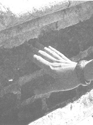 Венеция - это рыба Венеция - это рыба