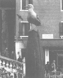 Венеция - это рыба Венеция - это рыба