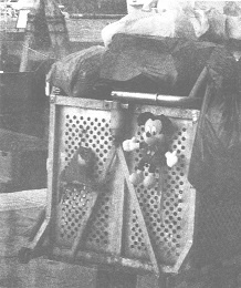 Венеция - это рыба Венеция - это рыба