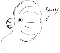 Тропик лейтенанта. Пиратское рондо Тропик лейтенанта. Пиратское рондо