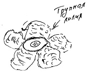 Тропик лейтенанта. Пиратское рондо Тропик лейтенанта. Пиратское рондо