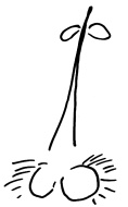 Кот Кот