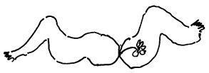 Кот Кот