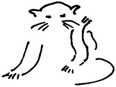 Кот Кот