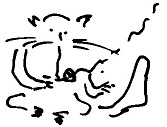 Кот Кот