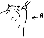 Кот Кот