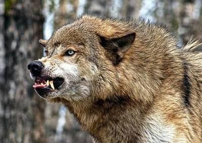 Я украду твой голос Я украду твой голос