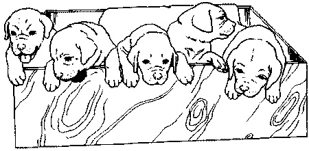 Салют, Варварята!