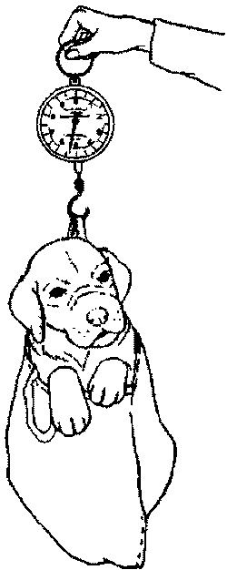 Салют, Варварята! Салют, Варварята!