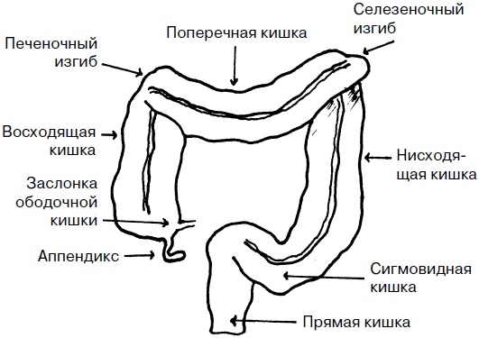 Целительные точки нашего тела. Практический атлас Целительные точки нашего тела. Практический атлас