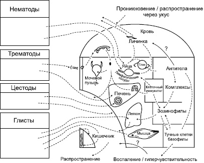 Избавление от паразитов: лямблий, червей, глистов Избавление от паразитов: лямблий, червей, глистов