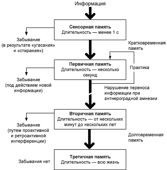 Здоровый мужчина в вашем доме Здоровый мужчина в вашем доме