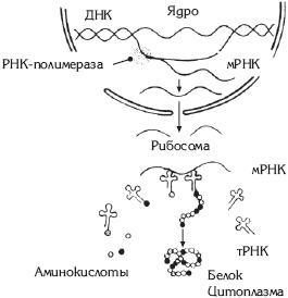 Атлас. Анатомия и физиология человека Атлас. Анатомия и физиология человека