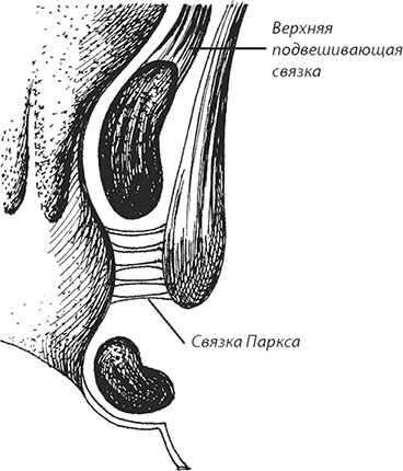 Геморрой. Излечение без операции Геморрой. Излечение без операции