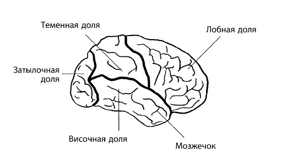 Гиперактивный ребенок - это навсегда? Альтернативный взгляд на проблему Гиперактивный ребенок - это навсегда? Альтернативный взгляд на проблему