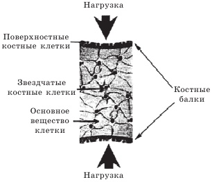 Остеопороз. Тихая эпидемия XXI века Остеопороз. Тихая эпидемия XXI века