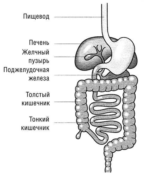 Начни худеть сейчас. Легкий способ сбросить вес - теперь еще легче и еще эффективнее (+ СD) Начни худеть сейчас. Легкий способ сбросить вес - теперь еще легче и еще эффективнее (+ СD)