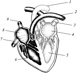 Полный медицинский справочник диагностики Полный медицинский справочник диагностики