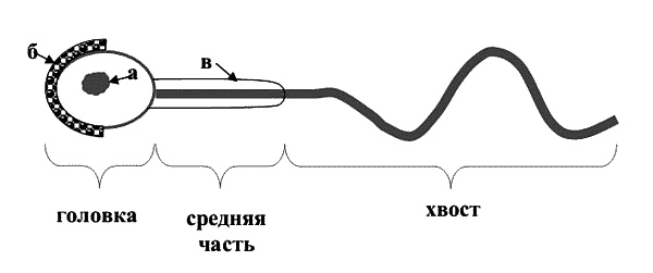Бесплодие – не приговор! Бесплодие – не приговор!