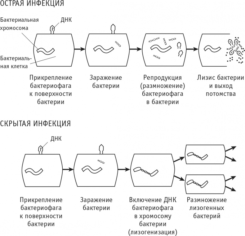 Многоликий вирус. Тайны скрытых инфекций Многоликий вирус. Тайны скрытых инфекций