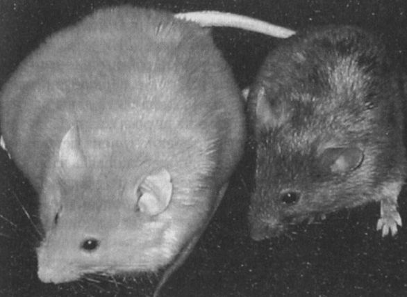 Читая между строк ДНК. Второй код нашей жизни, или Книга, которую нужно прочитать всем Читая между строк ДНК. Второй код нашей жизни, или Книга, которую нужно прочитать всем