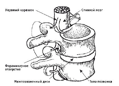 Кинезитерапия суставов и позвоночника Кинезитерапия суставов и позвоночника
