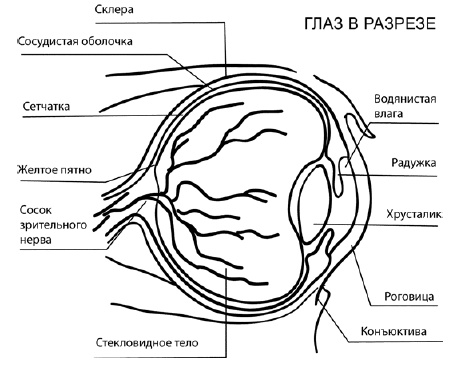 Глаукома и катаракта. Лечение и профилактика Глаукома и катаракта. Лечение и профилактика