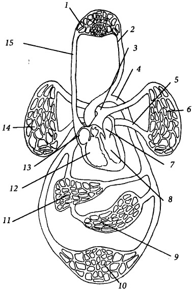 Здоровое сердце и сосуды Здоровое сердце и сосуды