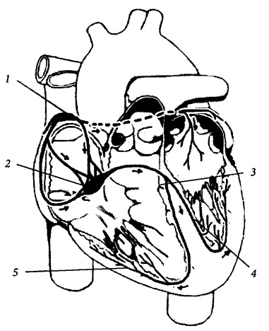 Здоровое сердце и сосуды Здоровое сердце и сосуды