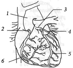 Здоровое сердце и сосуды Здоровое сердце и сосуды