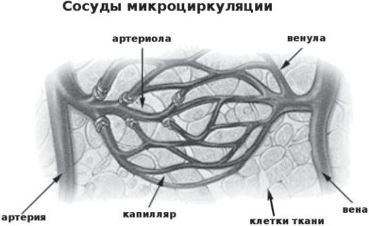 Сыроедение против предрассудков. Эволюция в питании человека Сыроедение против предрассудков. Эволюция в питании человека
