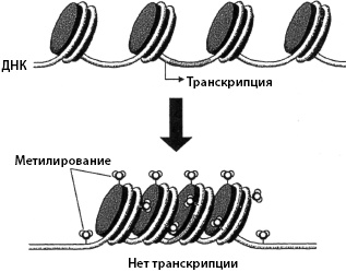 Тайны мозга вашего ребенка Тайны мозга вашего ребенка