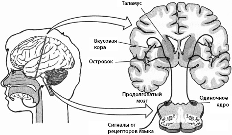 Тайны мозга вашего ребенка Тайны мозга вашего ребенка